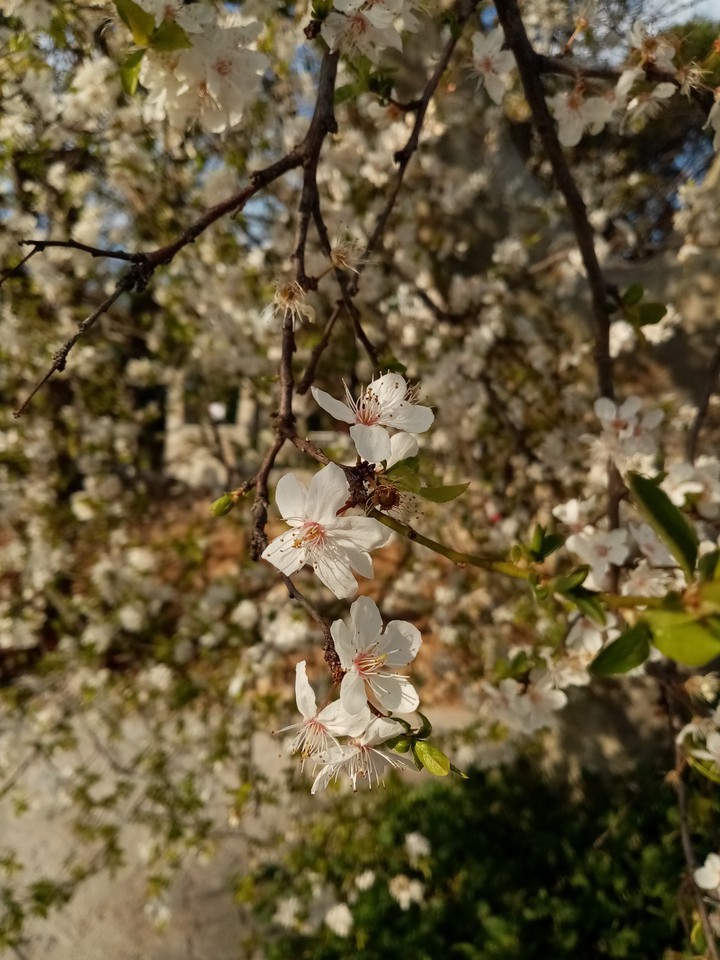 Bahar çiçekleri. Subhanallah.