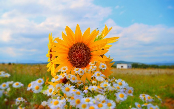 Sunflower