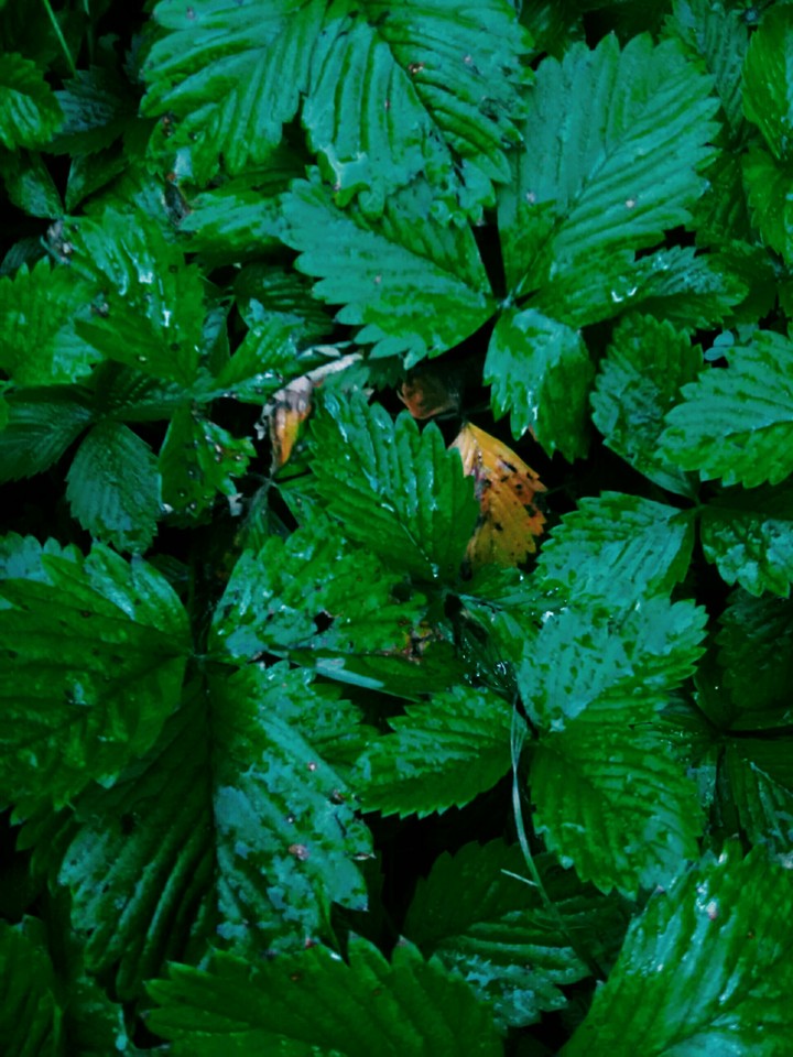 Plant