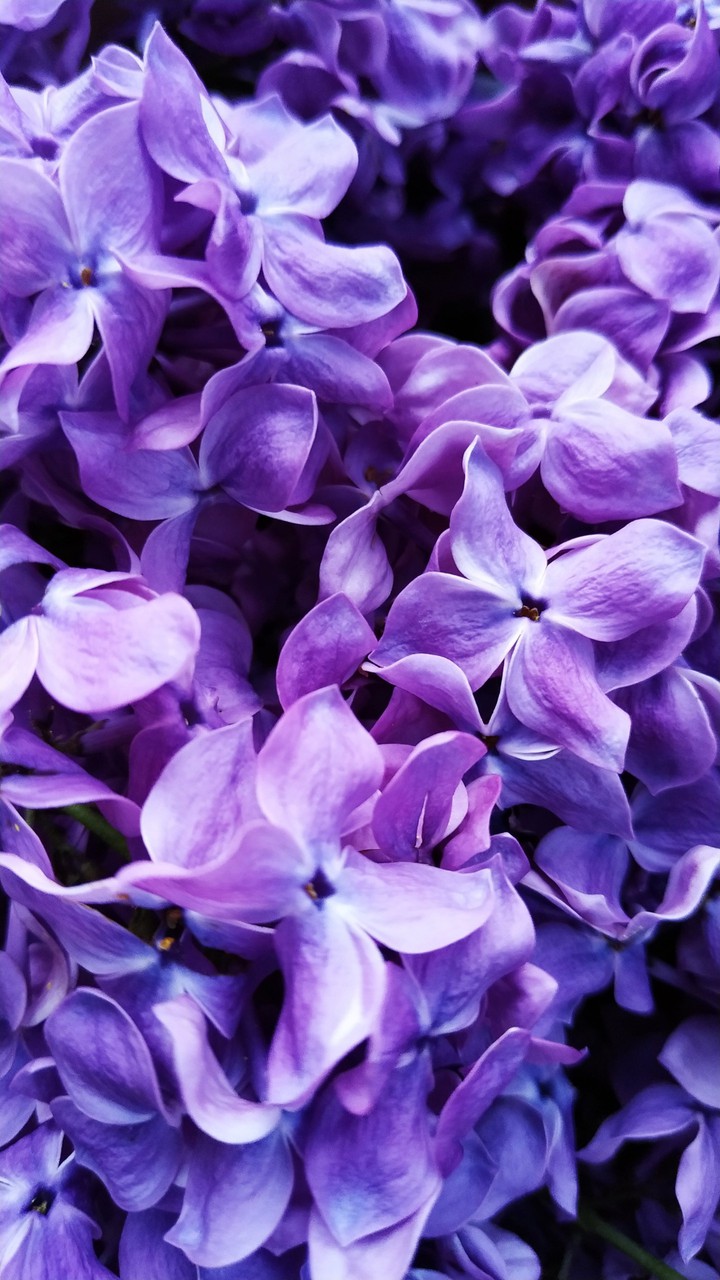 blossom