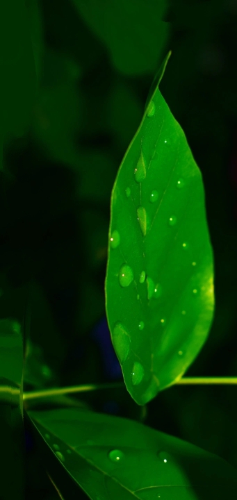 fresh leaf