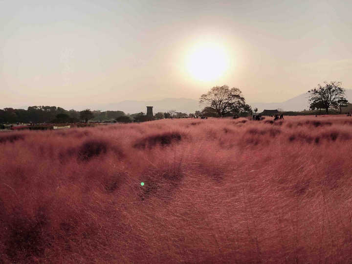 Pink muhly in Gyeongju
