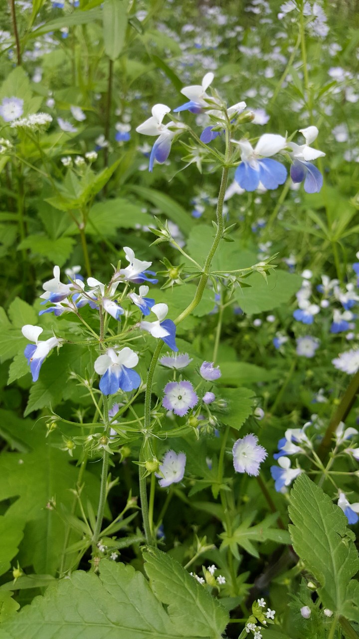 Ohio wildflowers