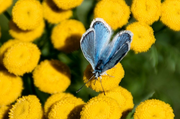 Blue Butterfly