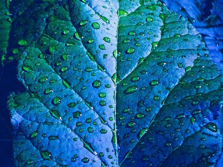 blue leaves