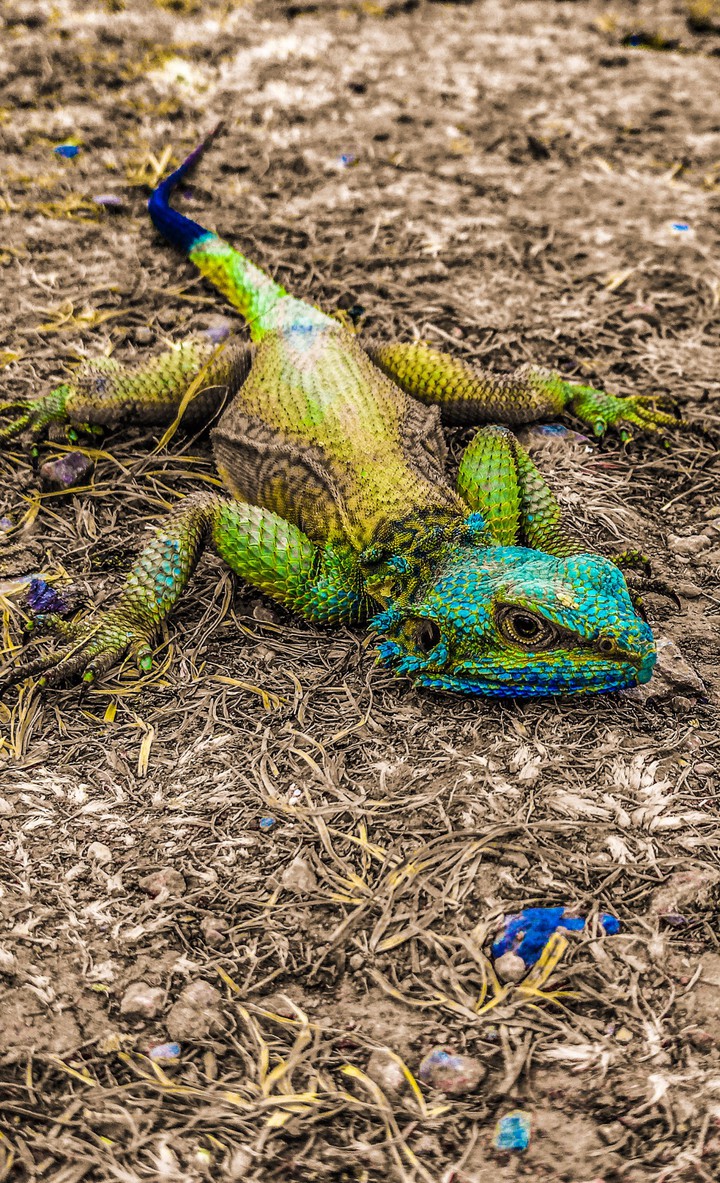 Lizard ?