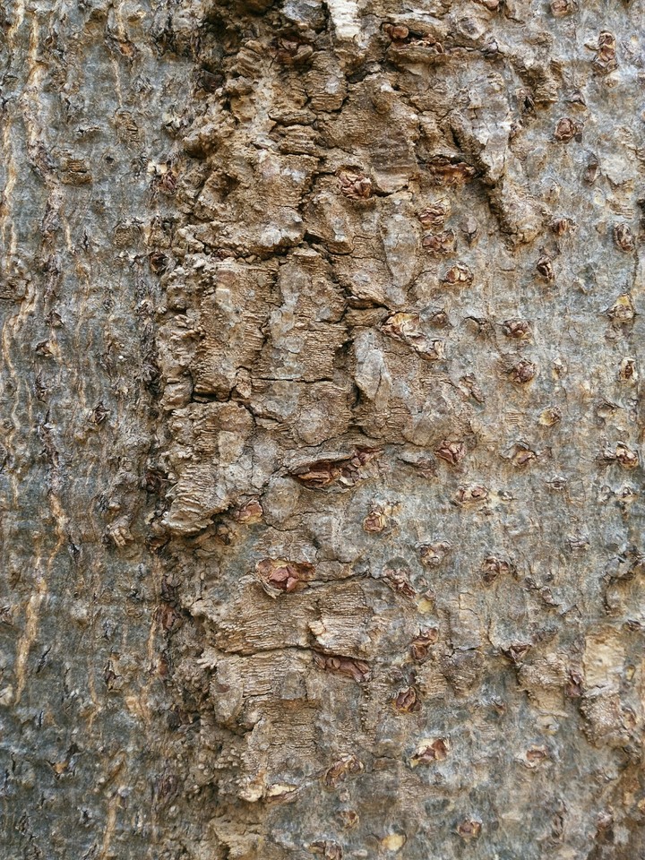 eucoliptus
