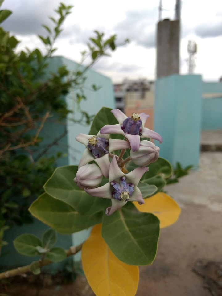natural photography