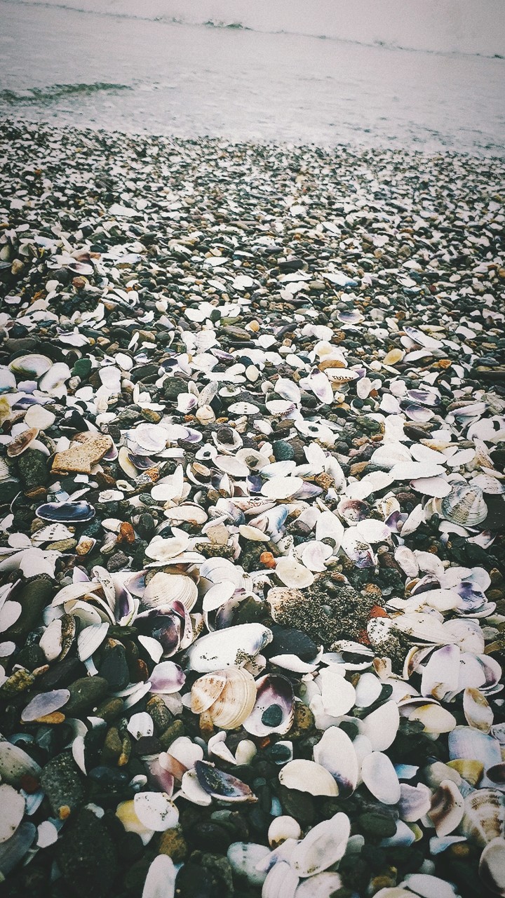 shell