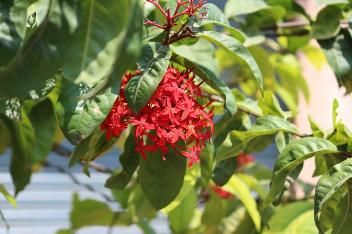 Beautiful Flowers