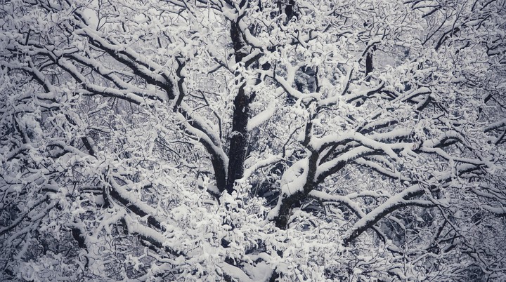 snow on large tree