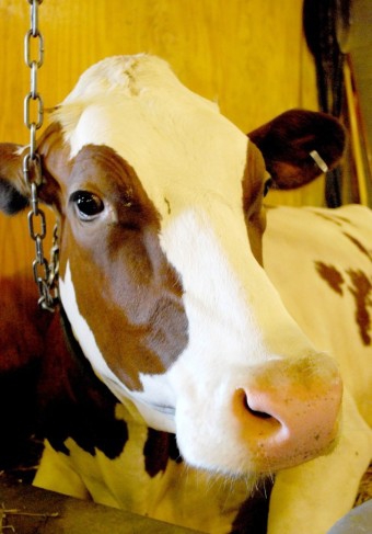 yellow cut cow