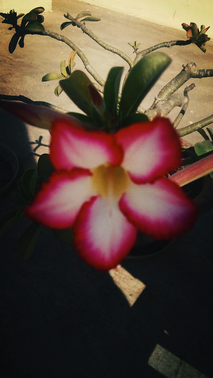 love flowers