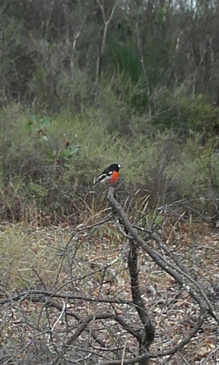Robin Redbreast in the Australian Bush