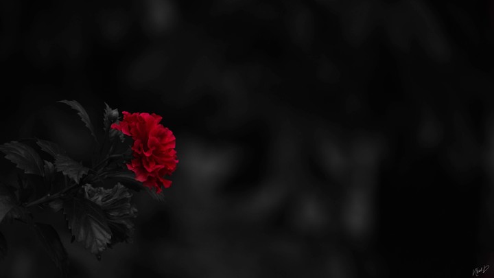 The Flower