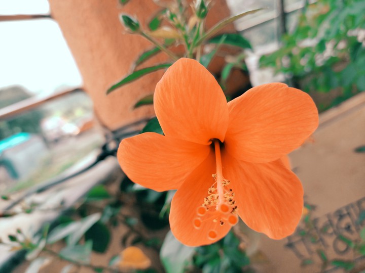 #orangeflower