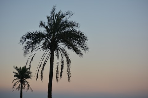 Trees