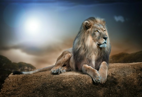 THE KING (T.G)