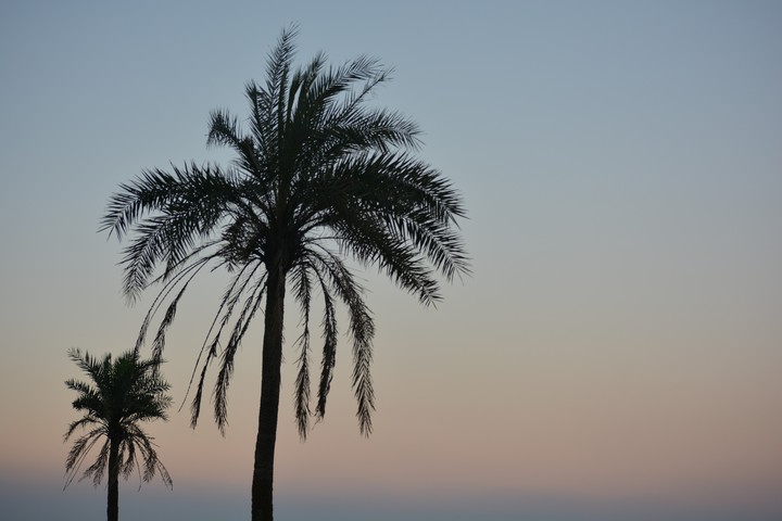 Trees