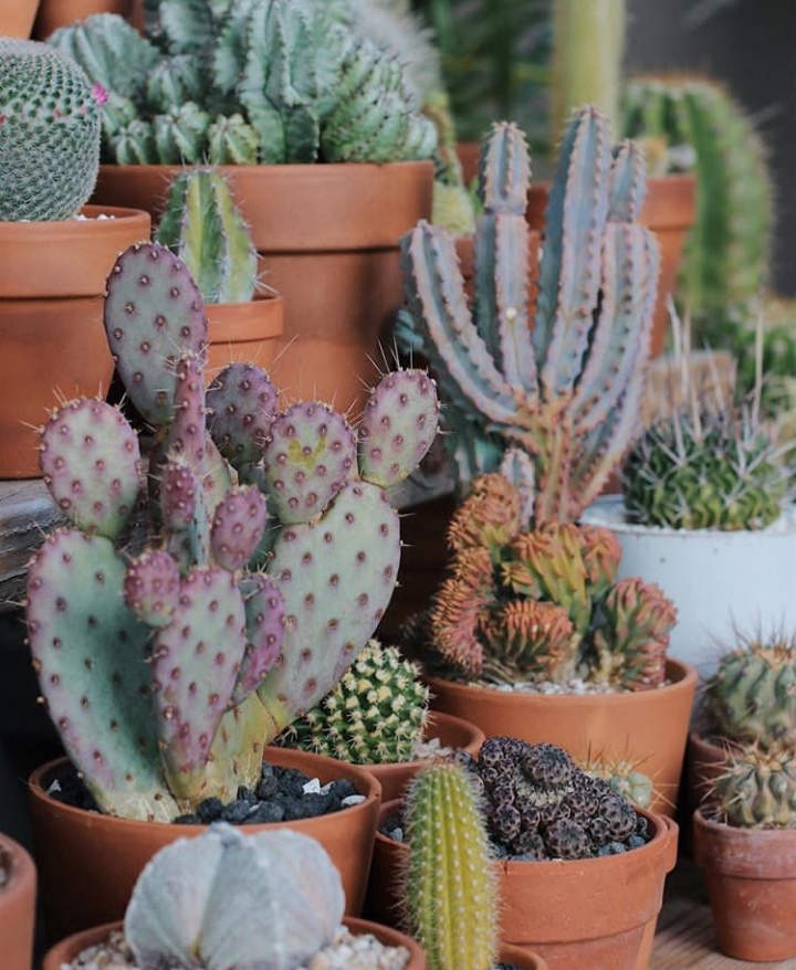 cactus