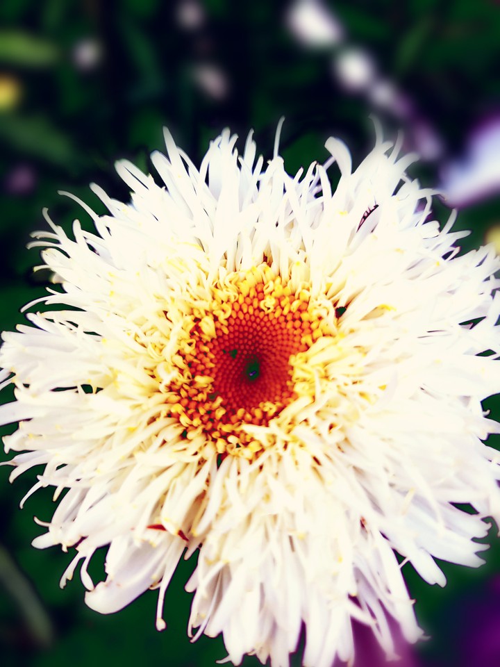 ruffled daisy