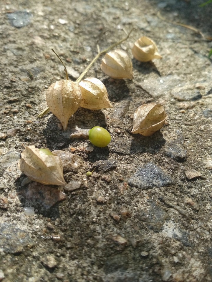 seed