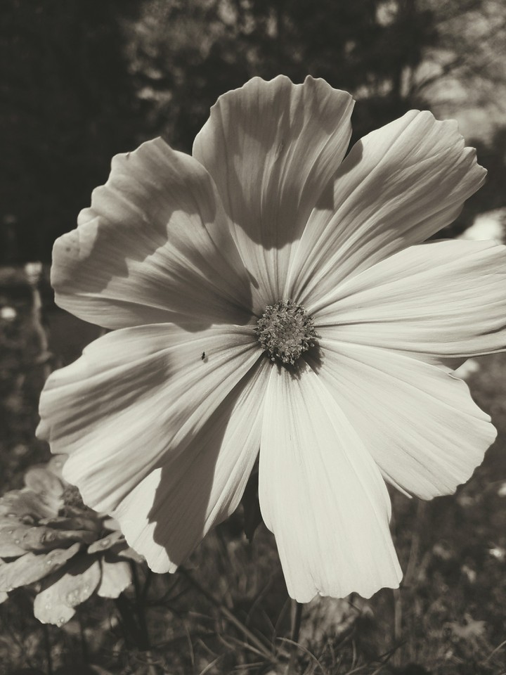 Flower garden.