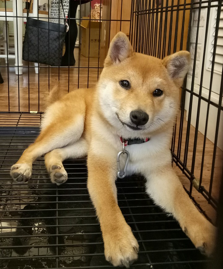 shiba可愛♥