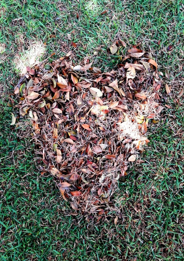 dead leaf heart