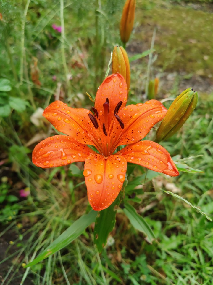 flower