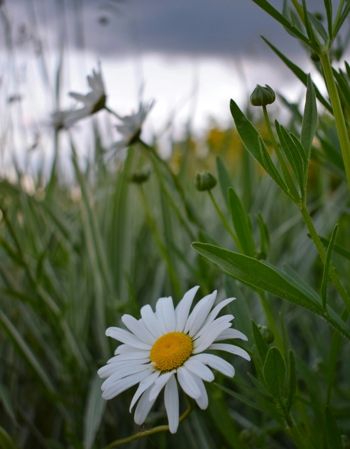 chamomile