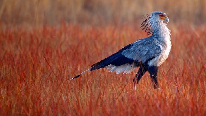 bird