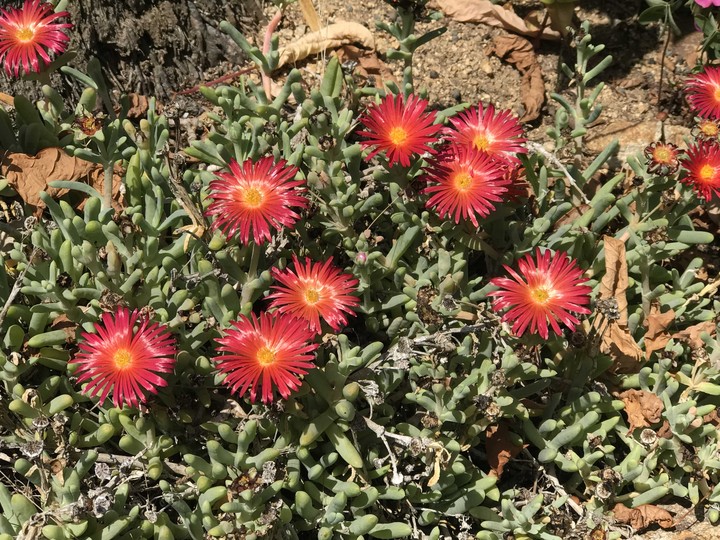 red flowers