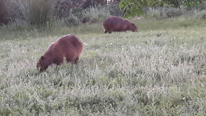 carpincho... Entre Rios - ARG