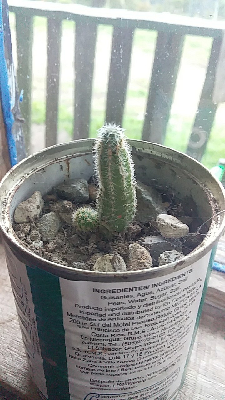 Cactus