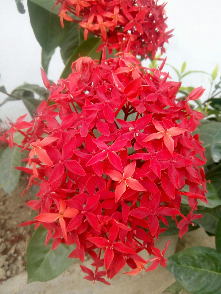 Flowerlove