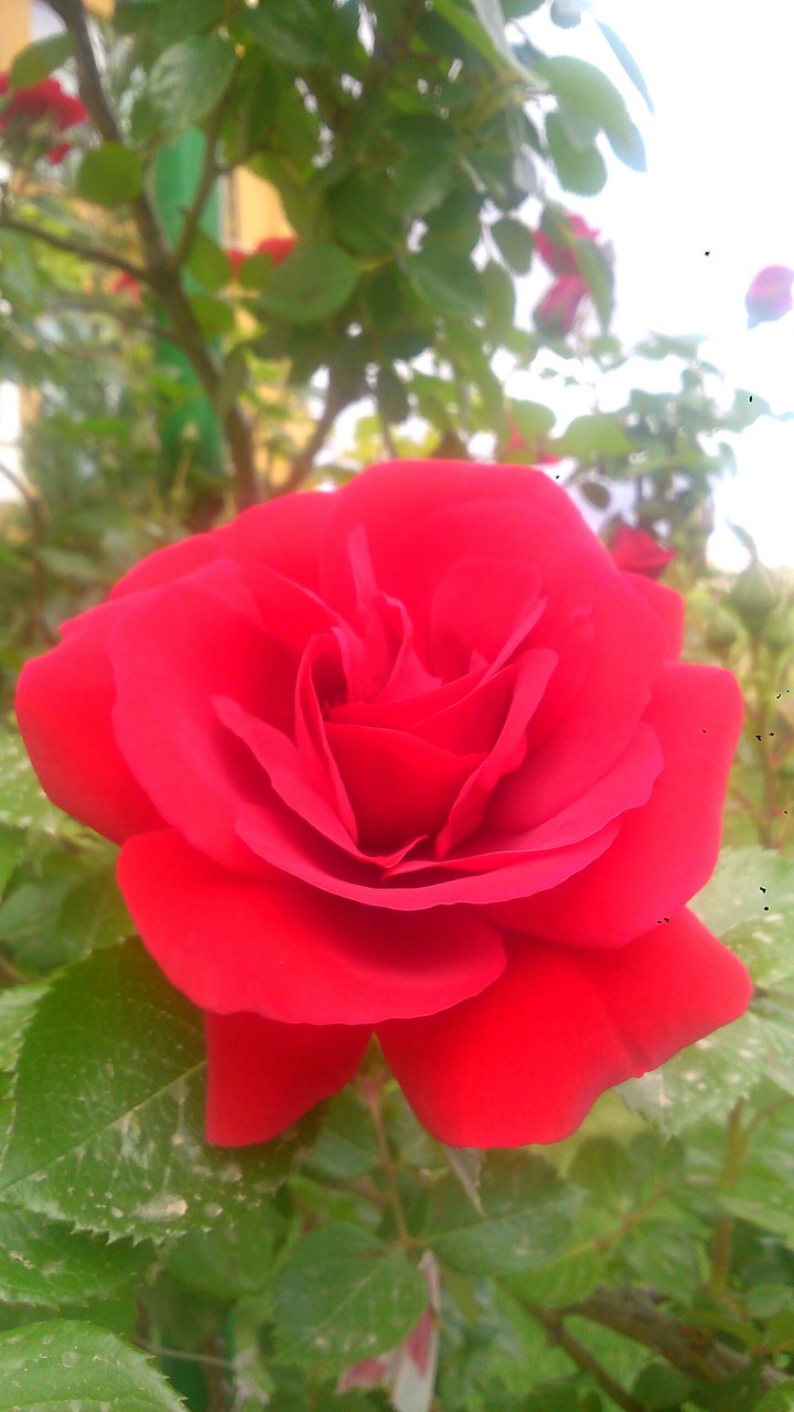 Rose