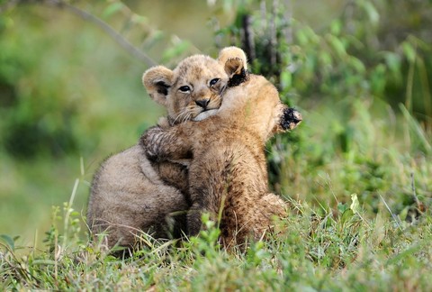 two brothers