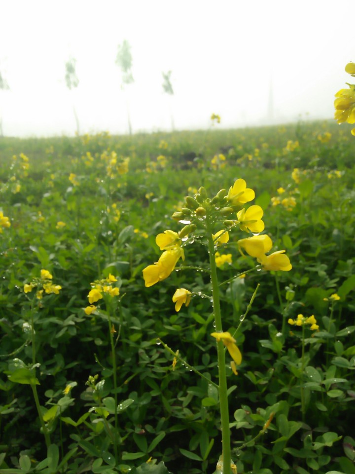 crop field