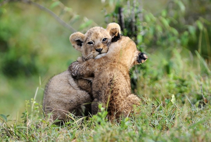 two brothers