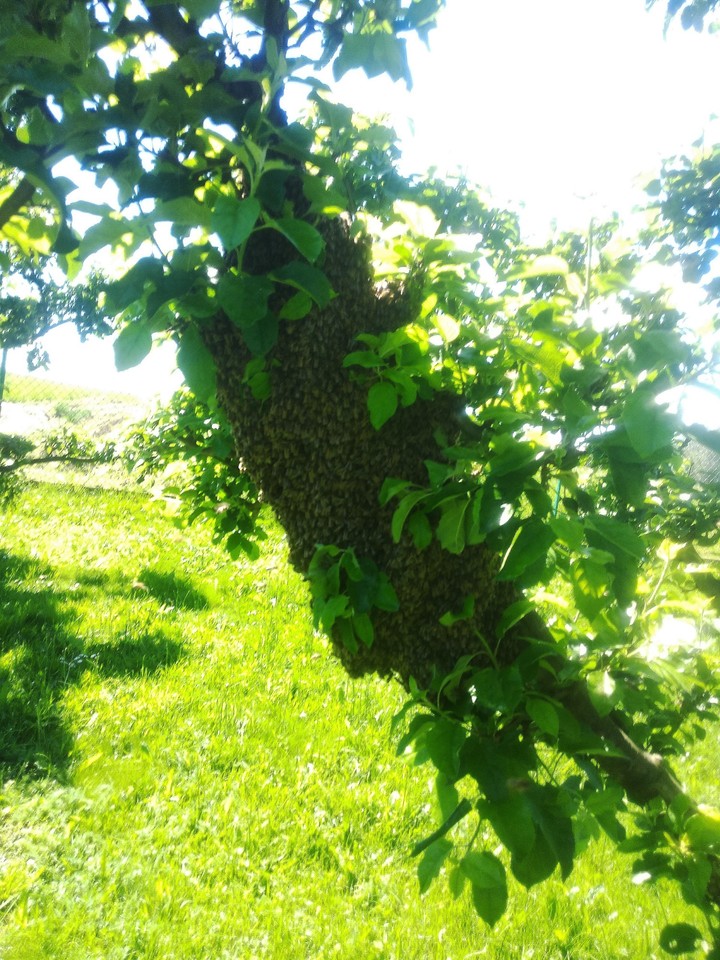 Bees