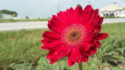 smiling flower