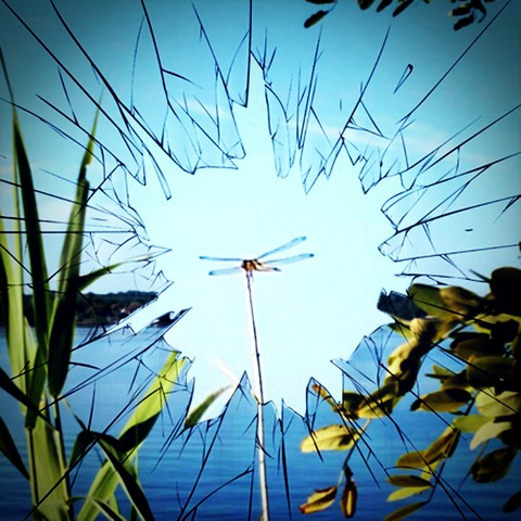 dragonfly day