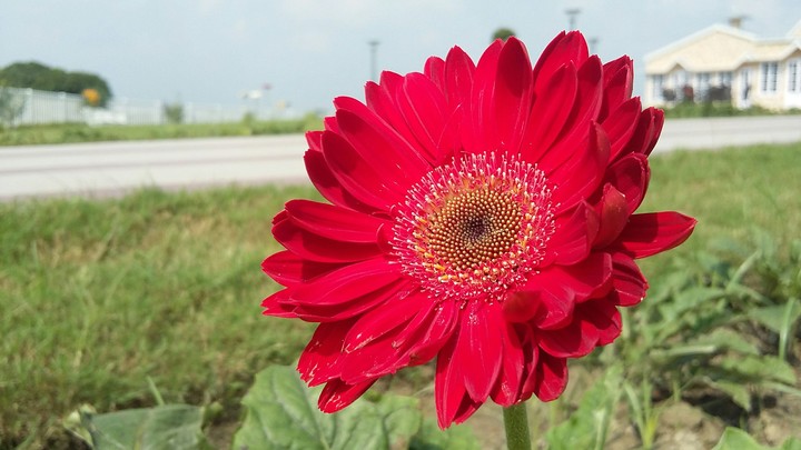 smiling flower