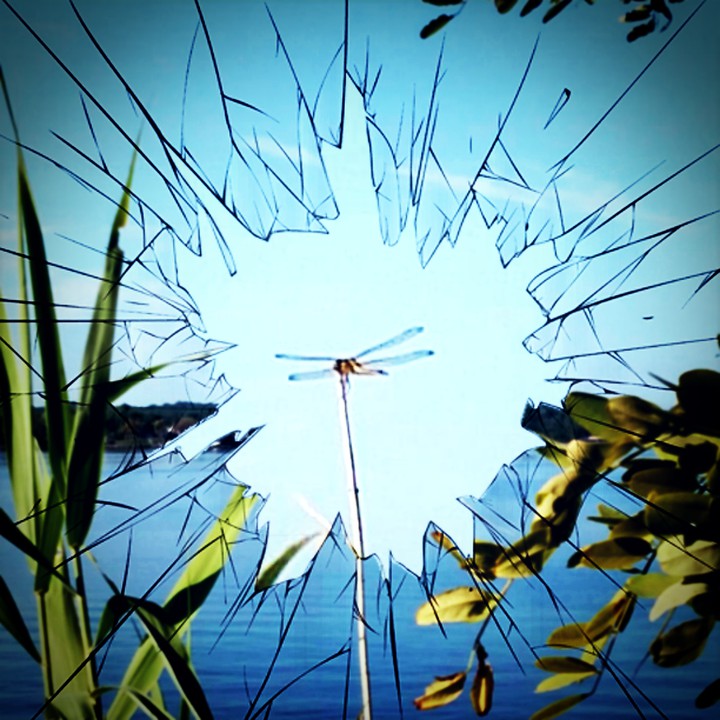 dragonfly day