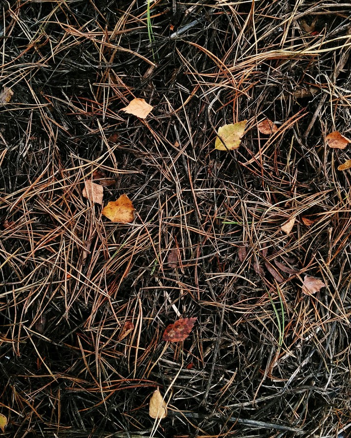#grass