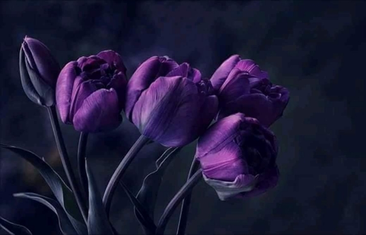 Violet