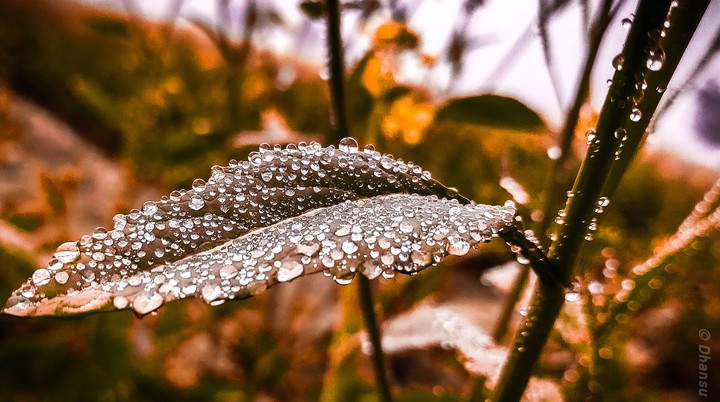 leef water drop