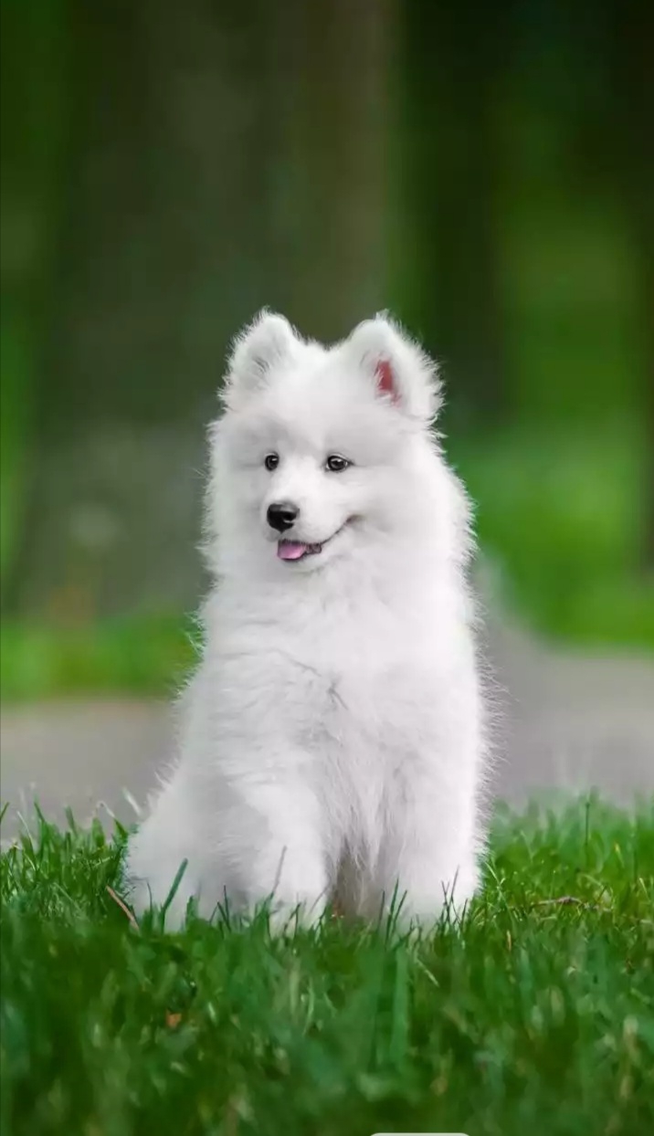 most expensive dog