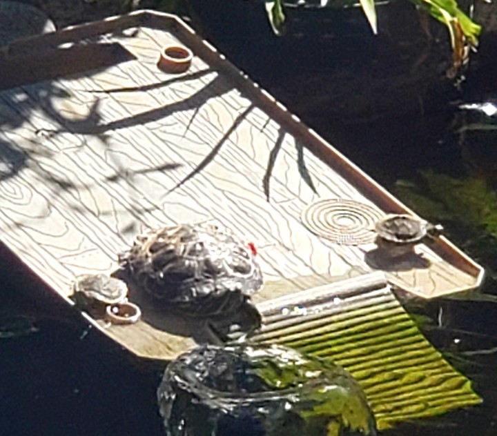 Turtle Family